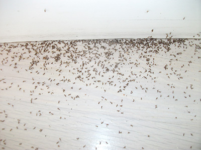 Ant Services
